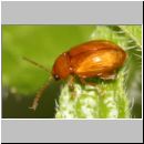 Asiorestia cf transversa - Flohkaefer 01 3mm.jpg